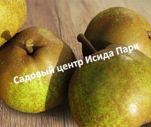 Груша Оливье де Серр