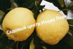 Груша Золотой шар