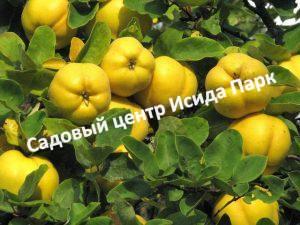 Айва Враниска Дания