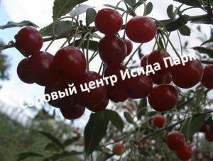 Вишня Зимний Гранат