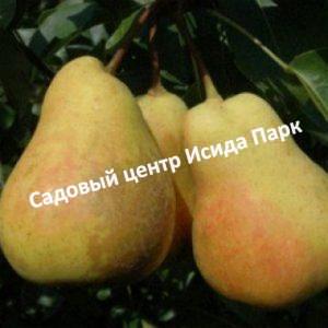 Груша Бере Арданпон
