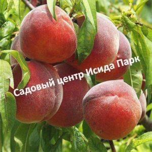 Персик Фиделия