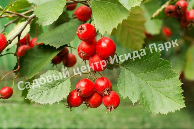 Боярышник Амурский (Amur) Боярышник Амурский (Amur)