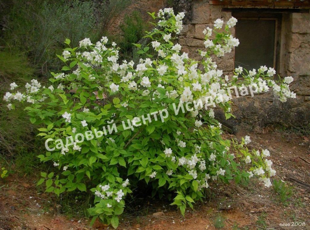 Чубушник венечный карликовый