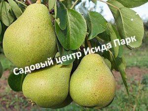 Груша Декабринка