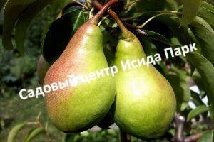 Груша Пасс-Красан