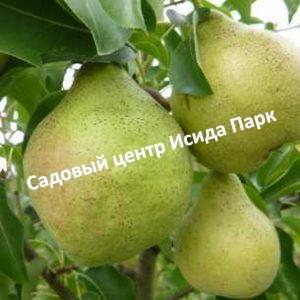 Груша Теньковская летняя