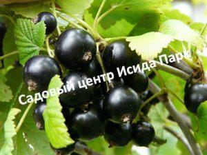 Черная смородина Бен Хоп