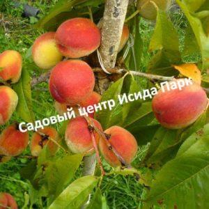 Персик Красная Москва