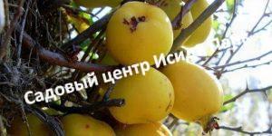Айва Зубутлинская