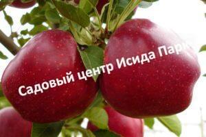 Яблоня Джеромини
