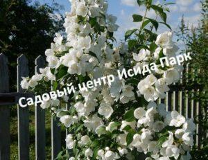 Чубушник венечный пестролистный
