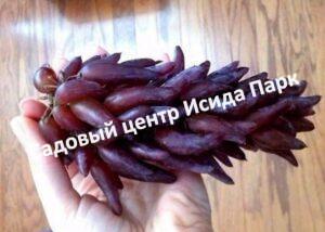 Виноград Ведьмины Пальцы