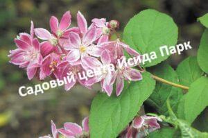 Дейция Розовая
