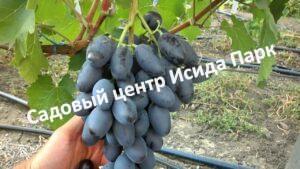 Виноград Алвика