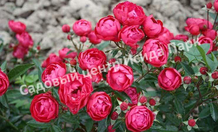 саженцы розы