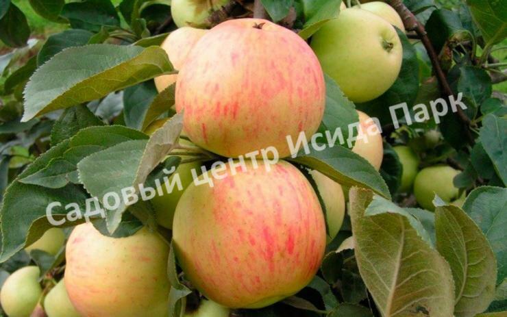 Саженцы яблони на весну: когда лучше сажать плодовые деревья