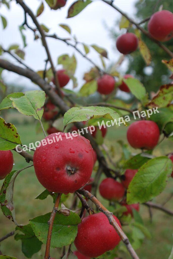 Яблоня Розочка