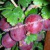 Крыжовник Колобок на штамбе 3