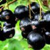 Смородина черная Нигра на штамбе 3