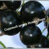 Смородина черная Титания на штамбе 3