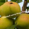 Яблоня Исеть белая 3