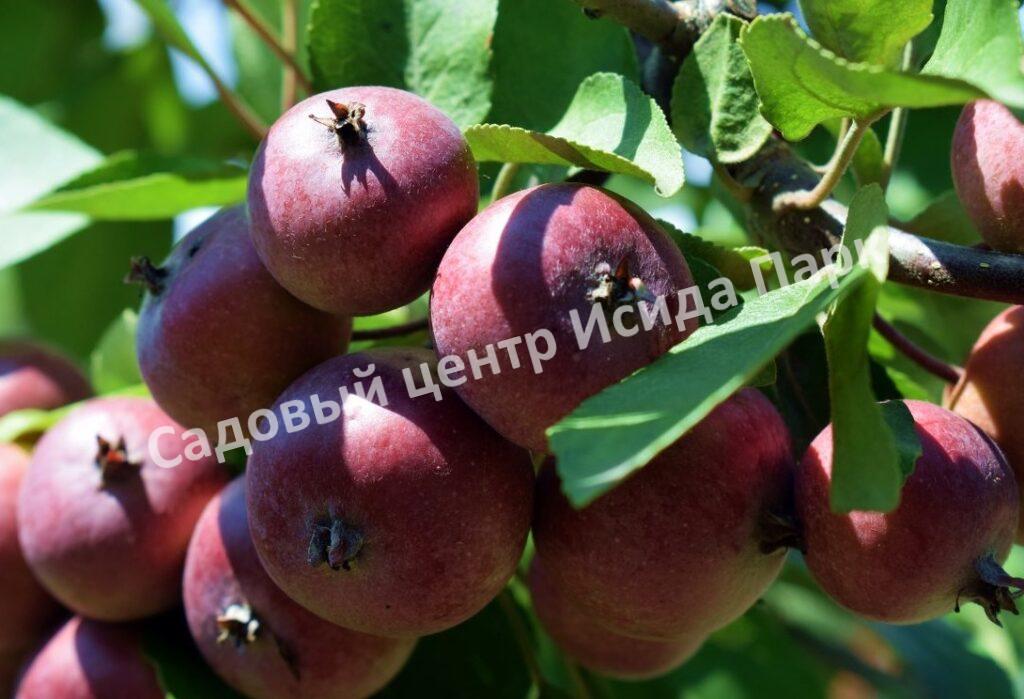 Яблоня Недзвецкого