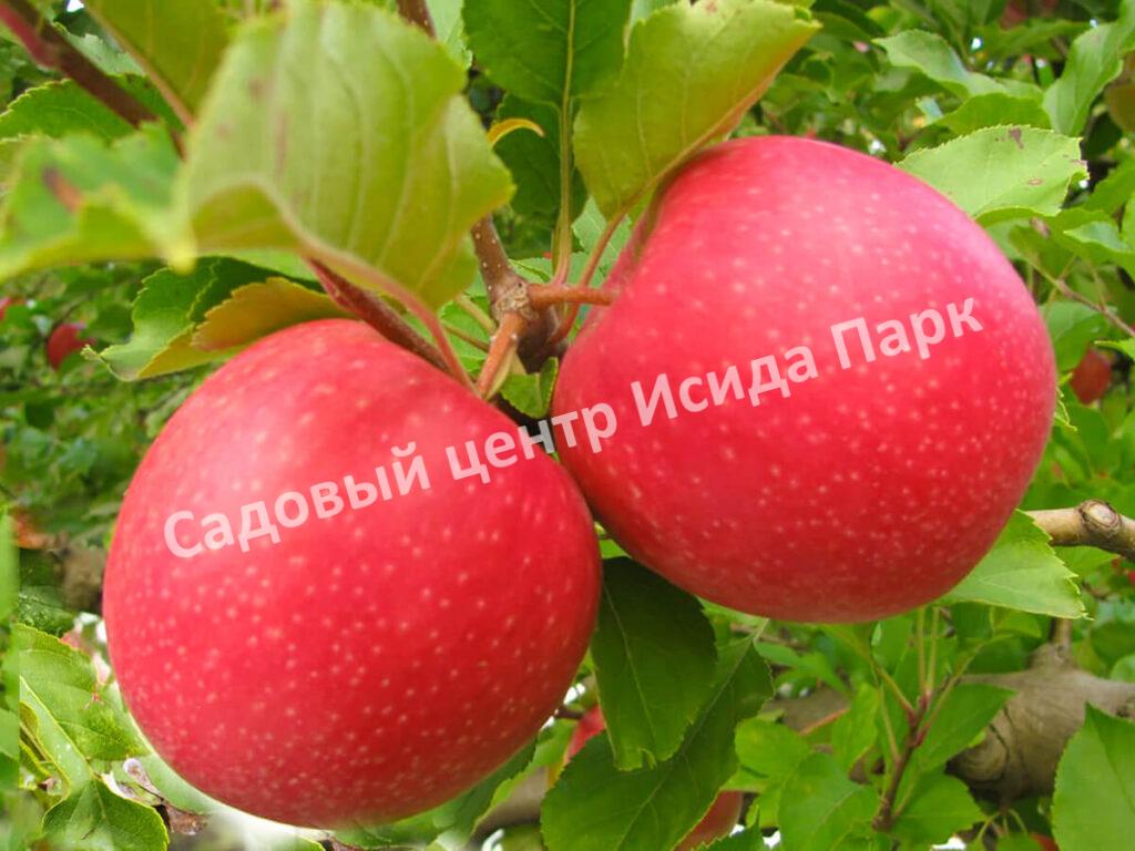 Яблоня Пинк Леди