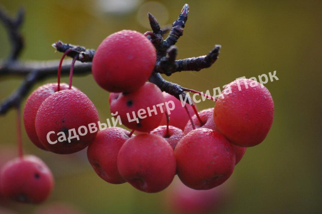 Яблоня Скарлет