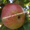 Яблоня Тамбовское 4