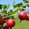 Крыжовник Конфетный на штамбе 4