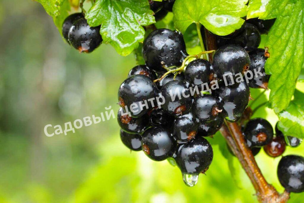 Смородина черная Нигра на штамбе