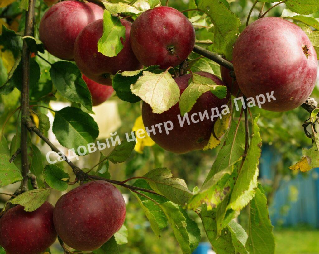 Яблоня Весялина