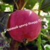 Яблоня Горноалтайское 4