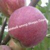 Яблоня Зорька 4