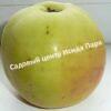 Яблоня Куйбышевское 4