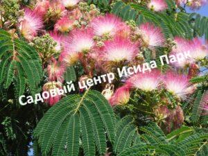Альбиция Шелковая