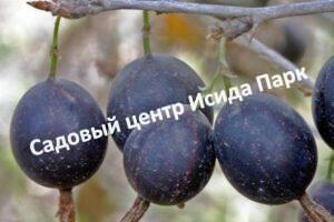 Крыжовник Арлекин на штамбе