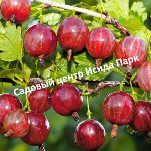 Крыжовник Колобок на штамбе