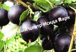 Крыжовник Командор на штамбе