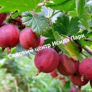 Крыжовник Краснославянский на штамбе
