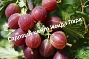 Крыжовник Редбол на штамбе
