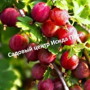 Крыжовник Розовый-2 на штамбе