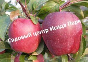 Яблоня Моди