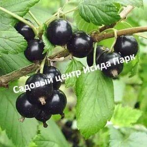 Смородина черная Черный аист на штамбе