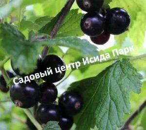 Смородина черная Душистая на штамбе