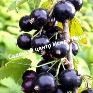 Смородина черная Измайловская на штамбе