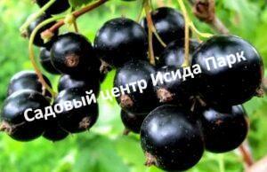 Смородина черная Любимица Бакчара на штамбе