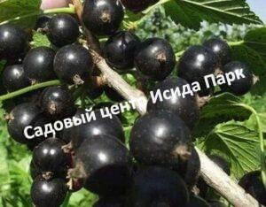 Смородина черная Премьера на штамбе