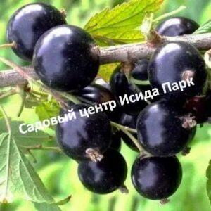 Смородина черная Сибилла на штамбе